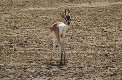 Nanger soemmerringii