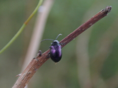 Macrohaltica transversa