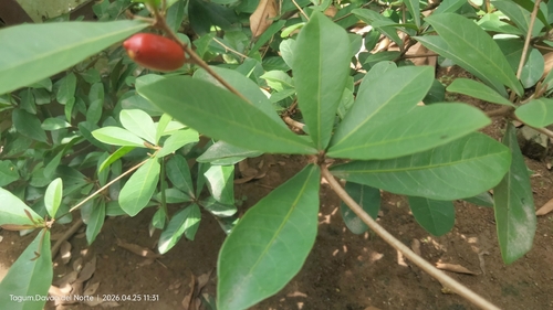 Synsepalum dulcificum observed 2026-04-25
