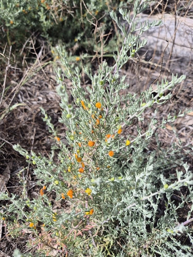ruby saltbush