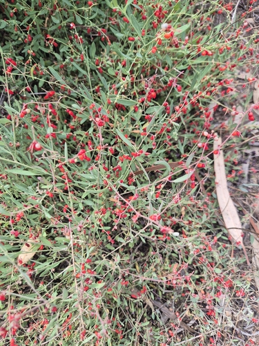 Climbing saltbush