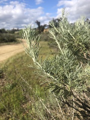 Artemisia californica