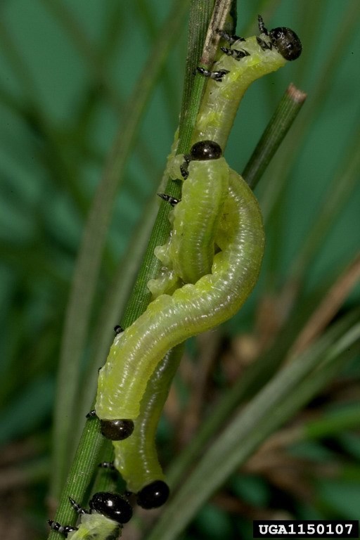 Black-headed Pine Sawfly