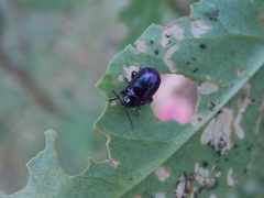 Macrohaltica transversa