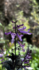 Plectranthus zuluensis, photograph (c) capacoscar, some rights reserved (CC BY)