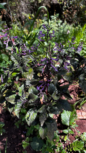 Plectranthus zuluensis, photograph 5