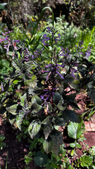 Plectranthus zuluensis, photograph (c) capacoscar, some rights reserved (CC BY)