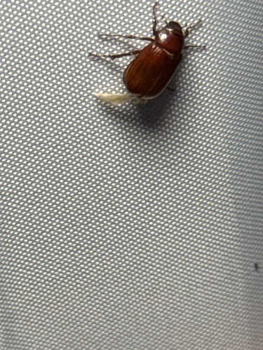 Texas Beetle