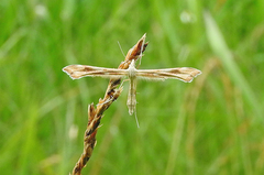 Gillmeria pallidactyla