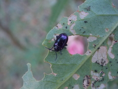 Macrohaltica transversa