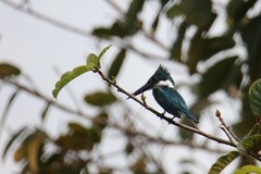 Chloroceryle amazona