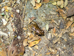 Eleutherodactylus modestus