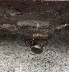 Steatoda nobilis