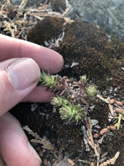 Sedum radiatum
