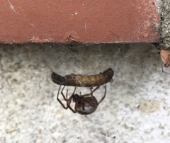 Steatoda nobilis