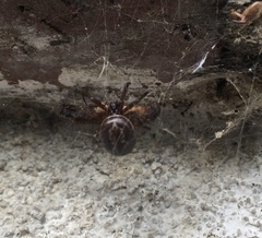 Steatoda nobilis