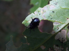 Macrohaltica transversa