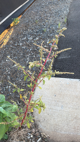 Amaranthus spinosus observed 2026-04-24