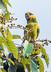 Ognorhynchus icterotis