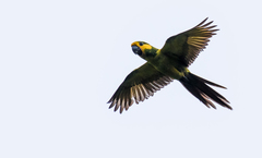 Ognorhynchus icterotis