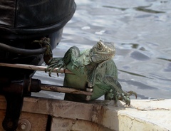Iguana iguana