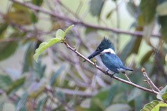 Chloroceryle amazona