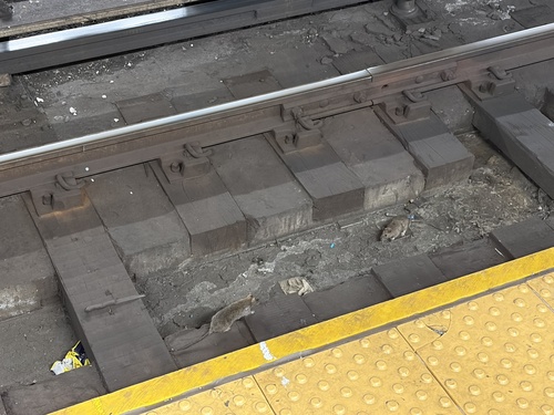 Rat photographed near here on 2026-04-24