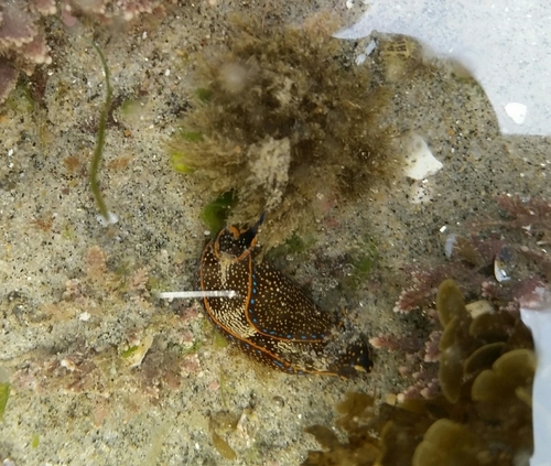 Navanax inermis