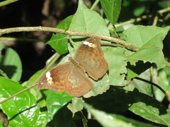 Bebearia sophus audeoudi