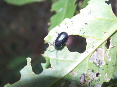 Macrohaltica transversa