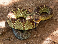 Crotalus molossus
