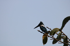 Chloroceryle amazona