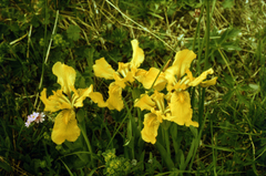 Iris bloudowii, photograph (c) Oleg Kosterin, some rights reserved (CC BY)