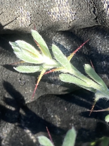 Sclerolaena obliquicuspis, 2026-04-25