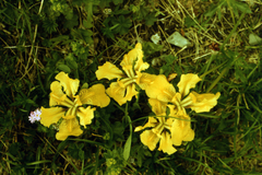 Iris bloudowii, photograph (c) Oleg Kosterin, some rights reserved (CC BY)
