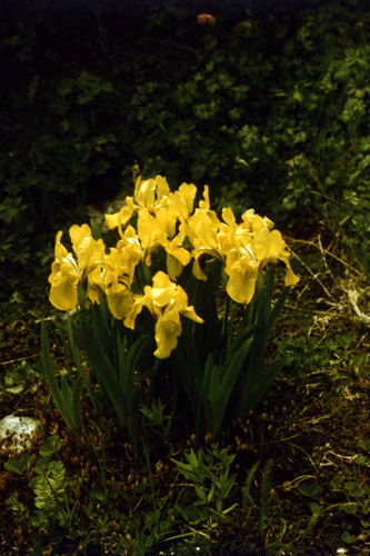 Iris bloudowii, photograph 3