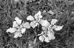 Iris bloudowii, photograph (c) Oleg Kosterin, some rights reserved (CC BY)