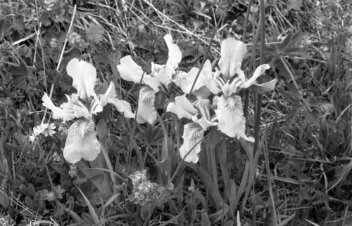 Iris bloudowii, photograph 2