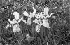 Iris bloudowii, photograph (c) Oleg Kosterin, some rights reserved (CC BY)
