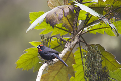 Melopyrrha violacea