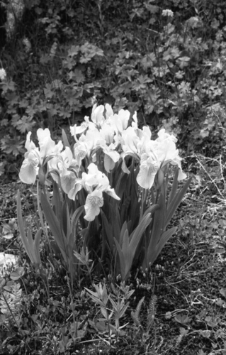 Iris bloudowii, photograph 6