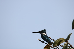 Chloroceryle amazona