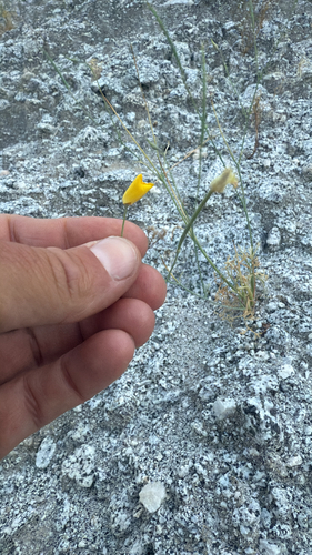 Eschscholzia parishii, 2026-04-24