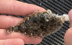 Citharichthys stigmaeus