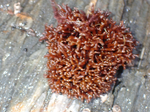 Apophlaea lyallii observed 2026-04-25