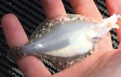 Citharichthys stigmaeus