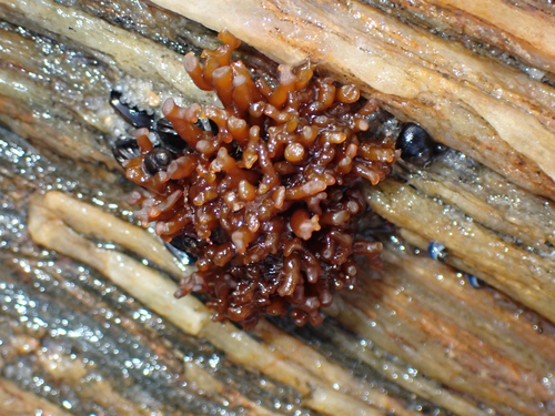 Apophlaea lyallii observed 2026-04-25
