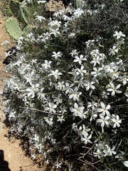 Phlox tenuifolia