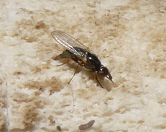 Prochyliza xanthostoma