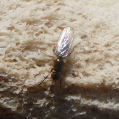 Prochyliza xanthostoma